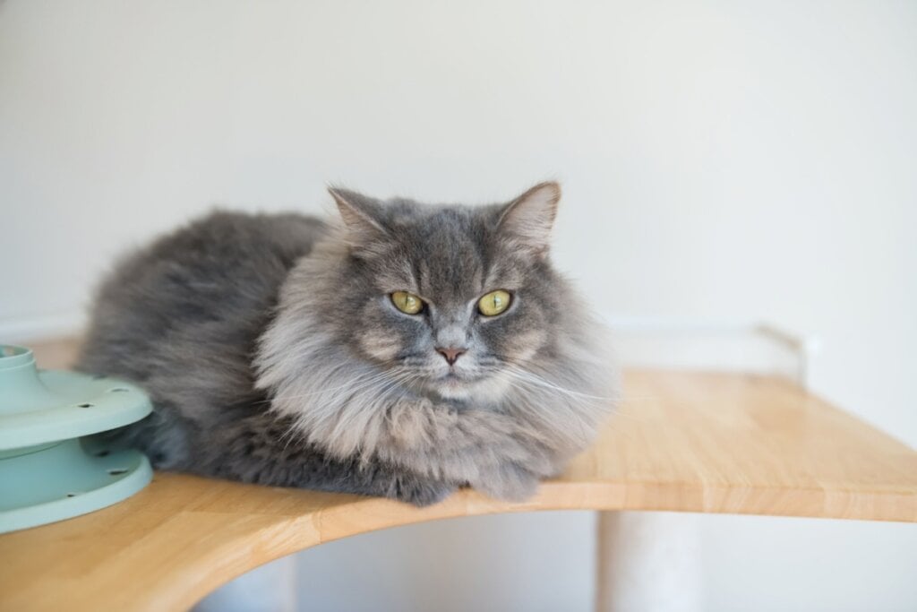 O american bobtail é um gato sociável, inteligente e extremamente apegado ao tutor (Imagem: Blanscape | Shutterstock)