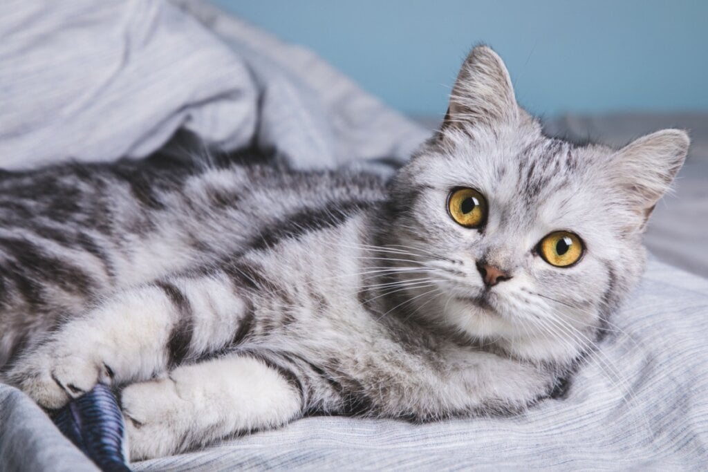 O american shorthair é um gato ativo, observador e bastante amigável (Imagem: Pencil case | Shutterstock)