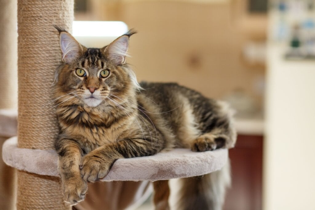 O maine coon é uma das raças mais populares do mundo, sendo sociável e apegado ao tutor (Imagem: photosbelkina | Shutterstock) 