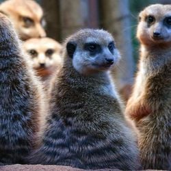 Quando o assunto é monogamia, os seres humanos estão mais próximos dos suricatos e dos castores do que de nossos parentes primatas, segundo um estudo recente.