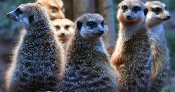 Quando o assunto é monogamia, os seres humanos estão mais próximos dos suricatos e dos castores do que de nossos parentes primatas, segundo um estudo recente.