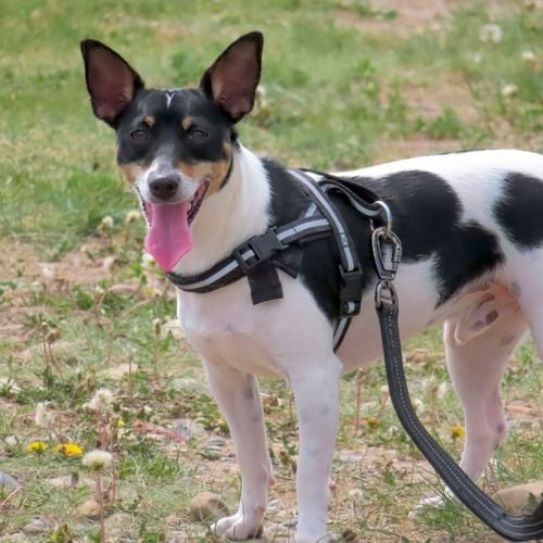 Imagem - Coleira não é tudo igual: veja como escolher o modelo ideal