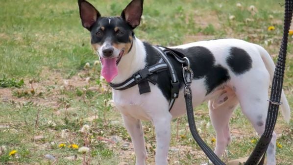 Usar os acessórios certos faz toda a diferença no conforto, na segurança e na liberdade dos animais 