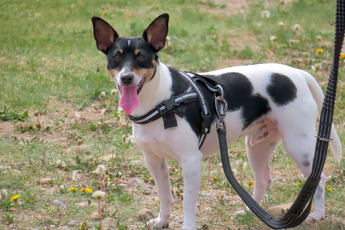 Escolher a coleira certa permite que os pets explorem o ambiente sem desconfortos (Imagem: oasisamuel | Shutterstock)