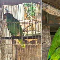 Apesar do flagrante de crime ambiental, o dono do imóvel assinou um termo de responsabilidade e vai responder em liberdade por manter animais silvestres em cativeiro sem autorização