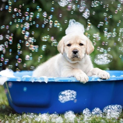 Imagem - 10 cuidados importantes no primeiro banho do cachorro filhote 