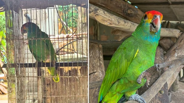 Apesar do flagrante de crime ambiental, o dono do imóvel assinou um termo de responsabilidade e vai responder em liberdade por manter animais silvestres em cativeiro sem autorização