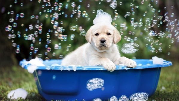 Entenda como garantir uma experiência segura, tranquila e saudável para o animal 