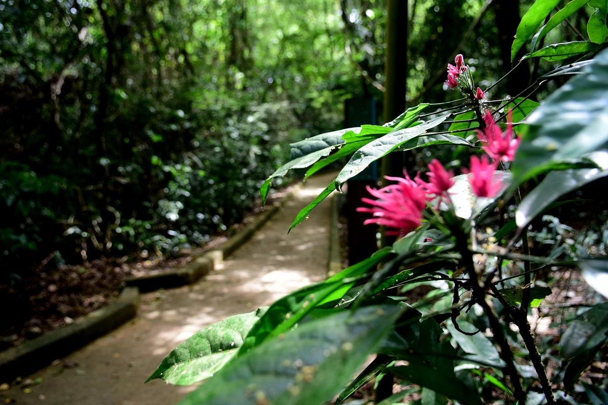 Parque da Fonte Grande, Vitória por Carlos Alberto Silva