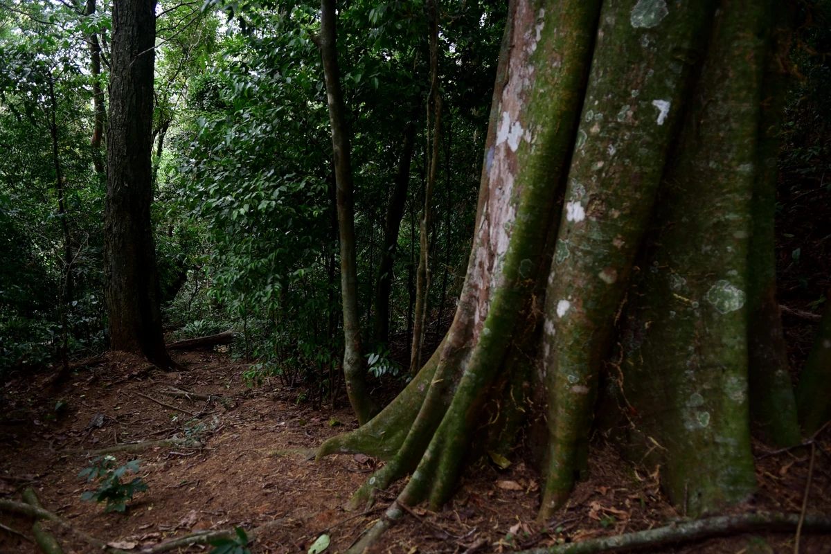 Parque da Fonte Grande, Vitória por Carlos Alberto Silva