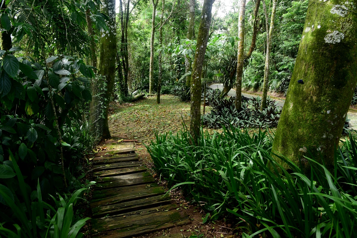 Parque da Fonte Grande, Vitória por Carlos Alberto Silva