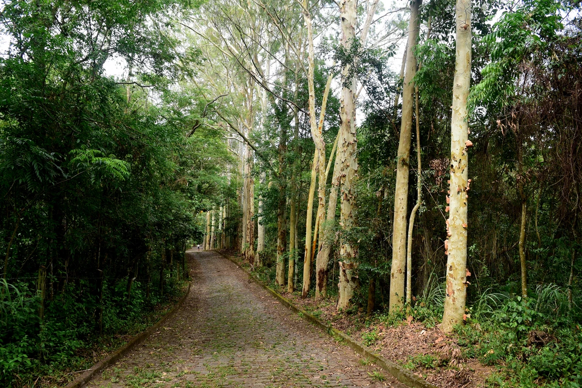 Parque da Fonte Grande, Vitória por Carlos Alberto Silva