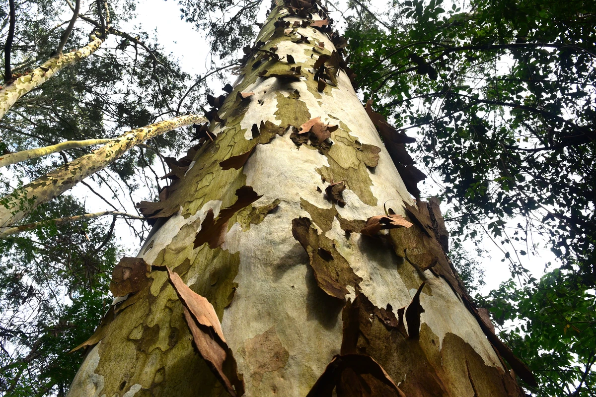 Parque da Fonte Grande, Vitória por Carlos Alberto Silva