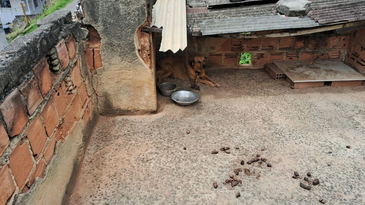 PCES resgata cão em situação de maus-tratos e prende tutora em Viana