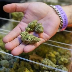 A possível emissão da ordem presidencial incluindo a cannabis na mesma categoria do Tylenol, que contém codeína, marcaria a mudança mais significativa da política de drogas americana desde 1971.