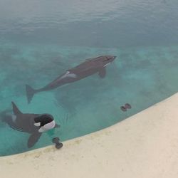 Quando o ativista das redes sociais Seph Lawless invadiu o maior parque marinho abandonado da Europa, sua filmagem das orcas nadando passivamente em tanques repletos de algas criou grandes ondas na internet.