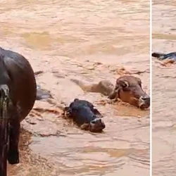 Imagens mostram que alguns animais conseguiram chegar às margens e sair, já outros foram levados pela água