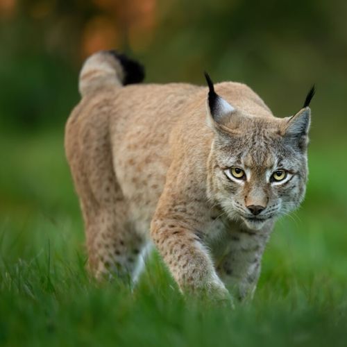 Imagem - Lince: conheça esse felino com comportamentos surpreendentes 