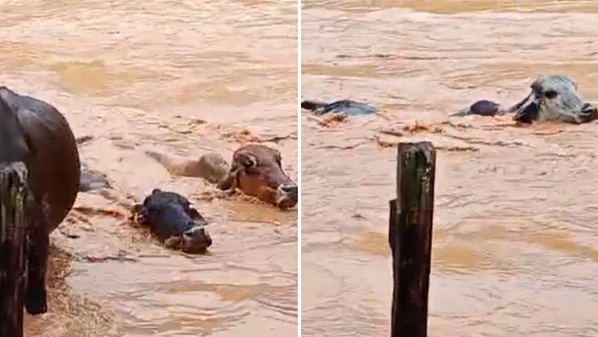 Imagens mostram que alguns animais conseguiram chegar às margens e sair, já outros foram levados pela água