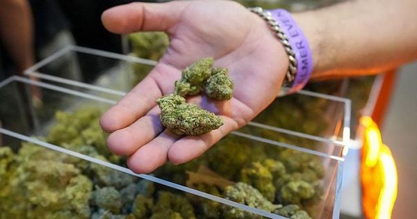 A possível emissão da ordem presidencial incluindo a cannabis na mesma categoria do Tylenol, que contém codeína, marcaria a mudança mais significativa da política de drogas americana desde 1971.