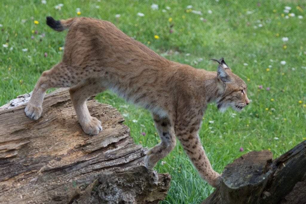 O lince marca território com arranhões em árvores, urina e secreções especiais para evitar encontros indesejados (Imagem: Wirestock Creators | Shutterstock)
