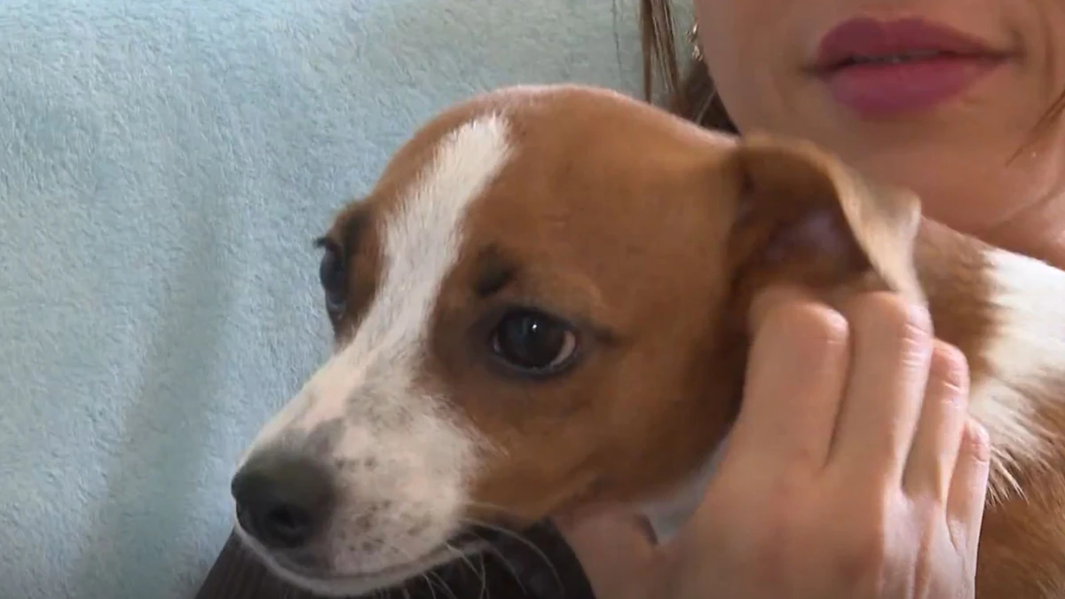 Filhote Minie, adotada pela Aline