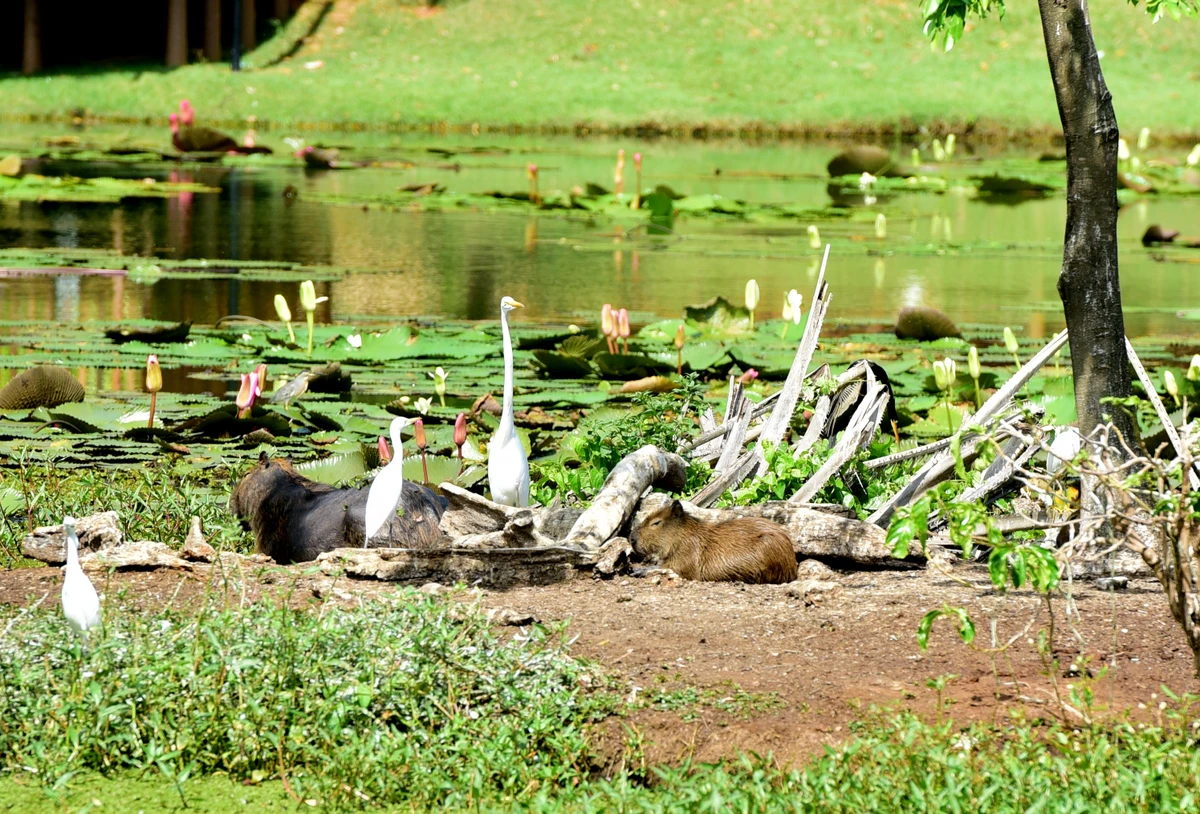 Parque Botânico do Horto Florestal por Carlos Alberto Silva