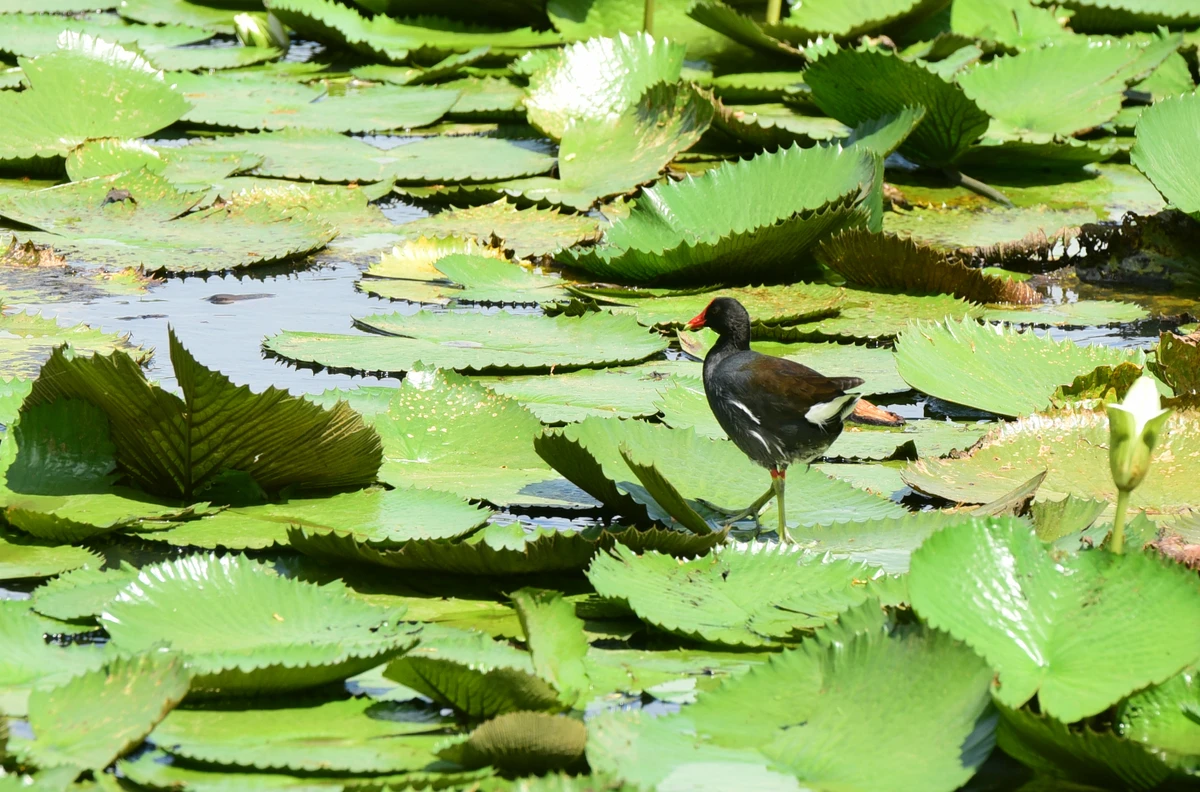 Parque Botânico do Horto Florestal por Carlos Alberto Silva