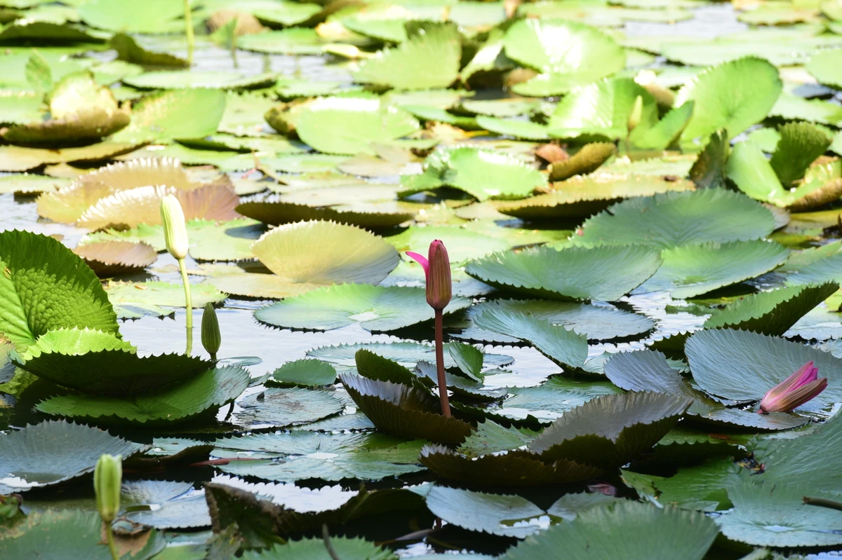 Parque Botânico do Horto Florestal por Carlos Alberto Silva