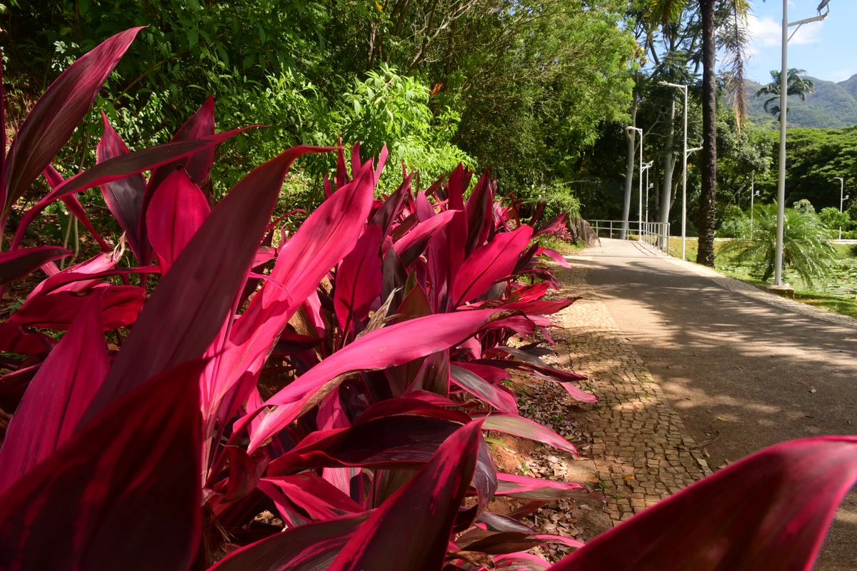 Parque Botânico do Horto Florestal por Carlos Alberto Silva