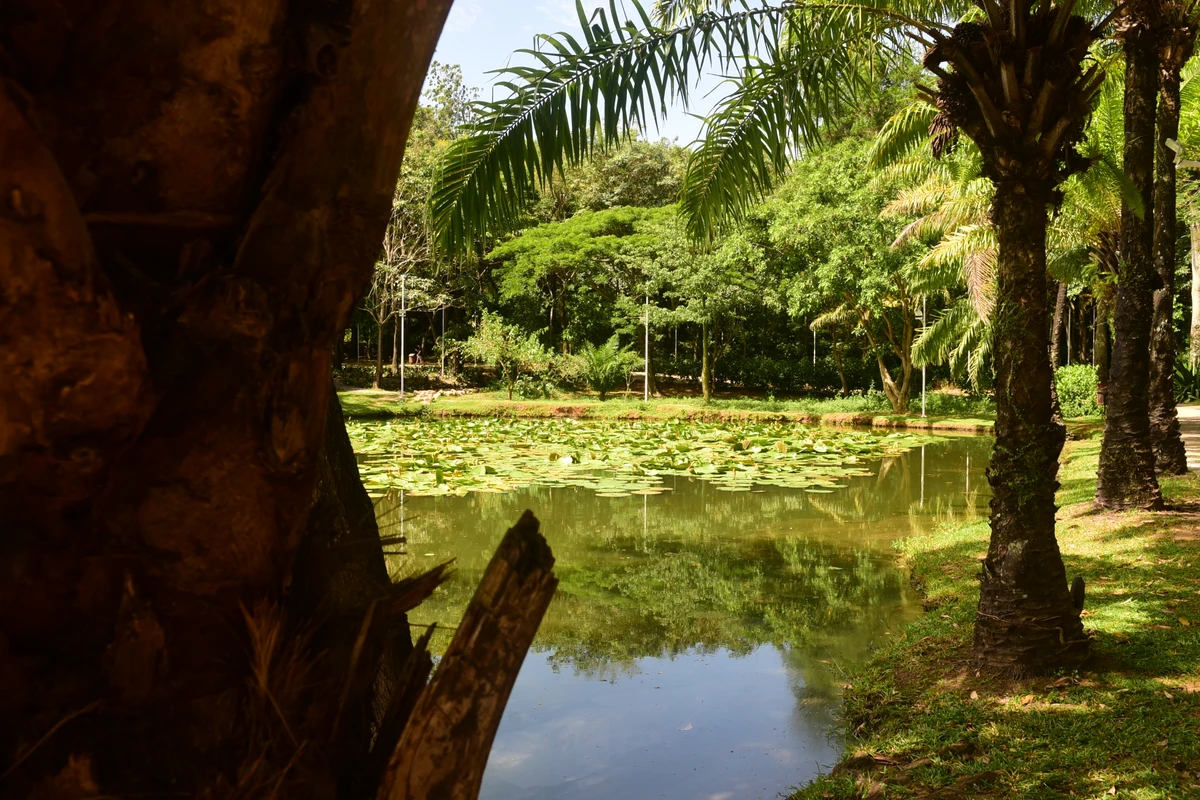 Parque Botânico do Horto Florestal por Carlos Alberto Silva
