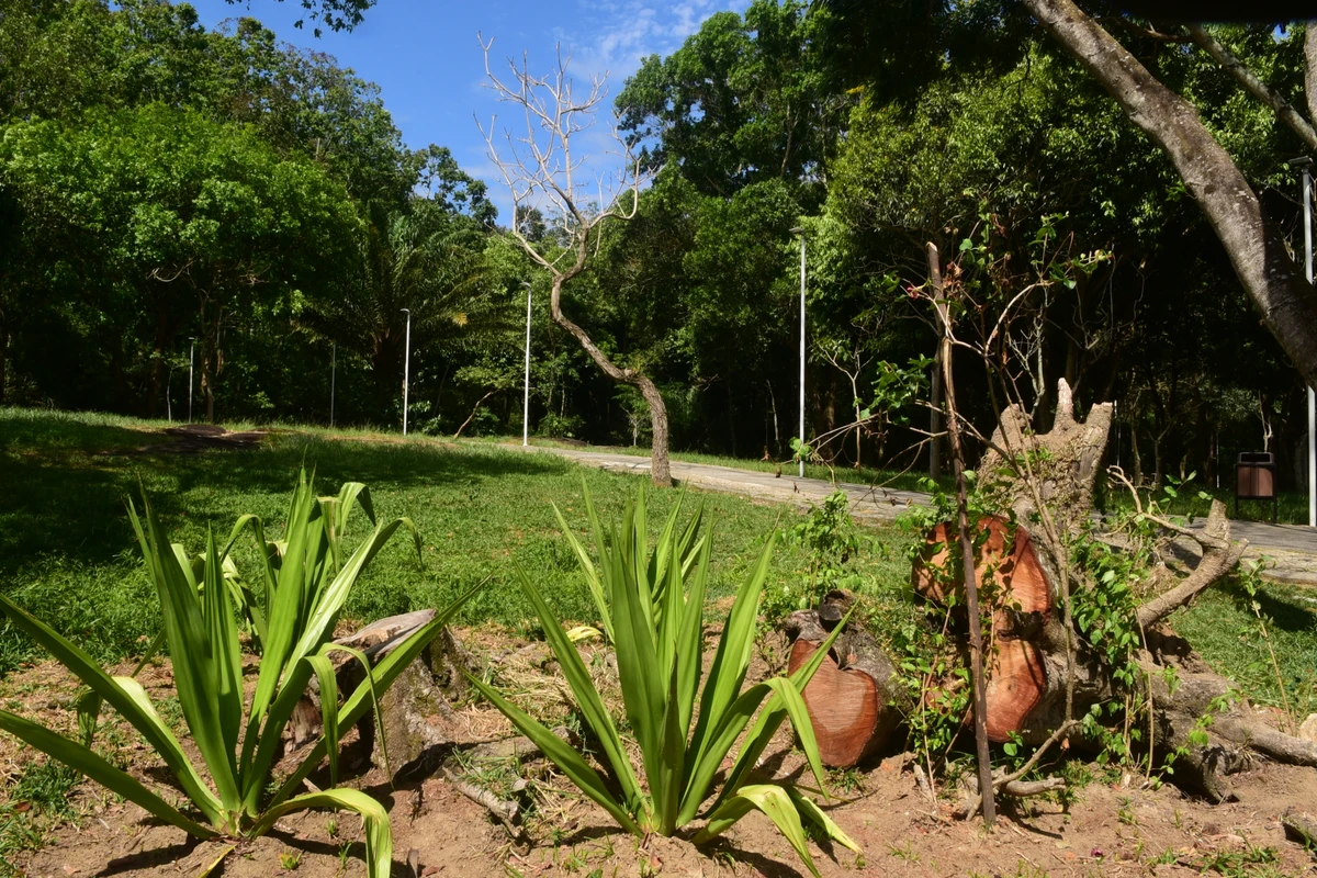 Parque Botânico do Horto Florestal por Carlos Alberto Silva