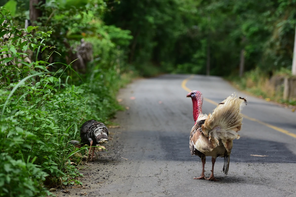 Àrea que faz parte do Parque Natural Municipal do Monte Mochuara, Cariacica. Não existe um portal que identifica o parque.   por Carlos Alberto Silva