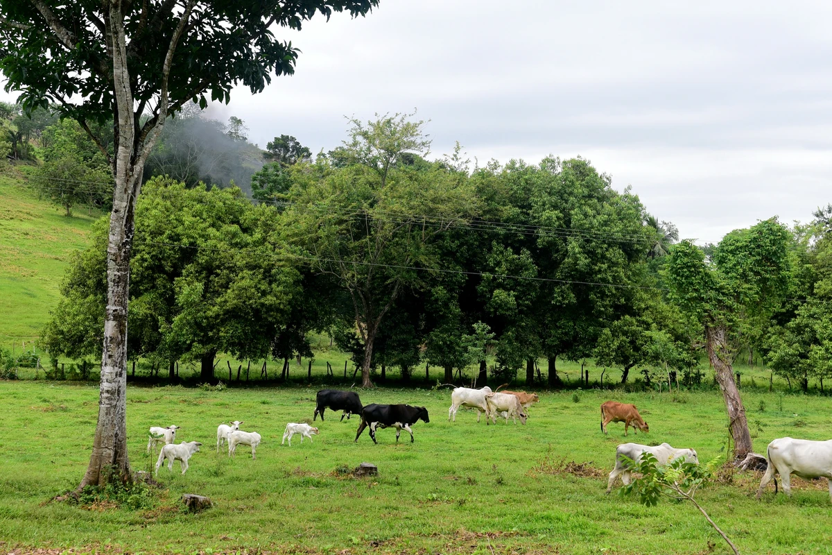Àrea que faz parte do Parque Natural Municipal do Monte Mochuara, Cariacica. Não existe um portal que identifica o parque.   por Carlos Alberto Silva