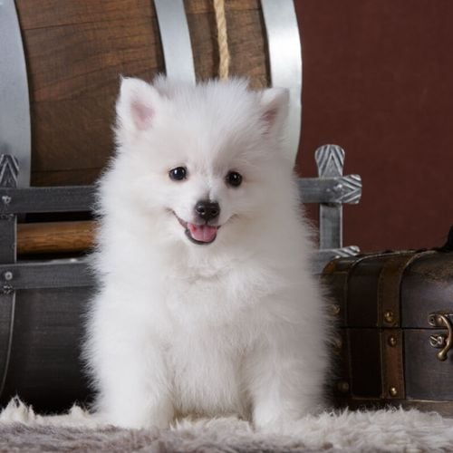 Imagem - Spitz alemão e volpino italiano: 7 diferenças entre as raças