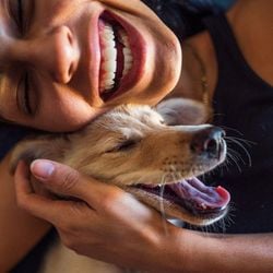 Os cães evoluíram a partir dos lobos — então por que escolheram os humanos para ser seus melhores amigos?