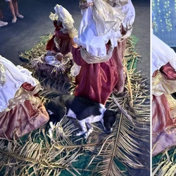 Animal se deitou em presépio montado no Centro de Eventos. Crianças e adultos pararam para observar e registrar a cena