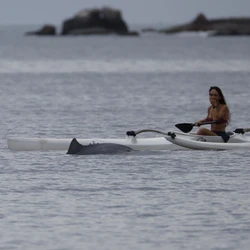 Animais apareceram a poucos metros da ponte da Ilha do Frade enquanto cercavam peixes em busca de alimentação