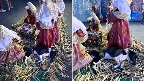 Animal se deitou em presépio montado no Centro de Eventos. Crianças e adultos pararam para observar e registrar a cena