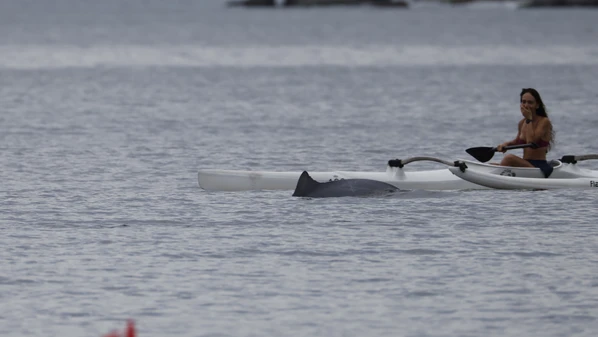 Animais apareceram a poucos metros da ponte da Ilha do Frade enquanto cercavam peixes em busca de alimentação