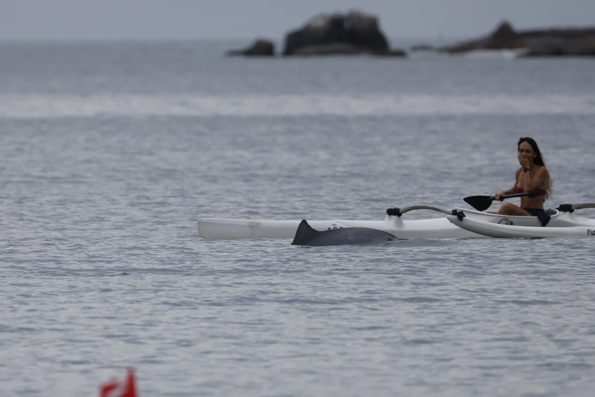 Golfinhos na Curva da Jurema, em Vitória