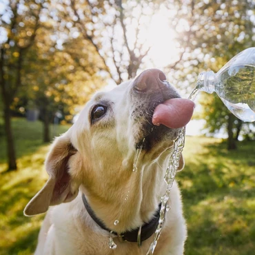 Imagem - Parasitas se proliferam no calor e colocam pets em risco