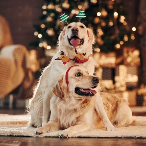 Imagem - 10 dicas para incluir o pet nas celebrações de Natal em família 