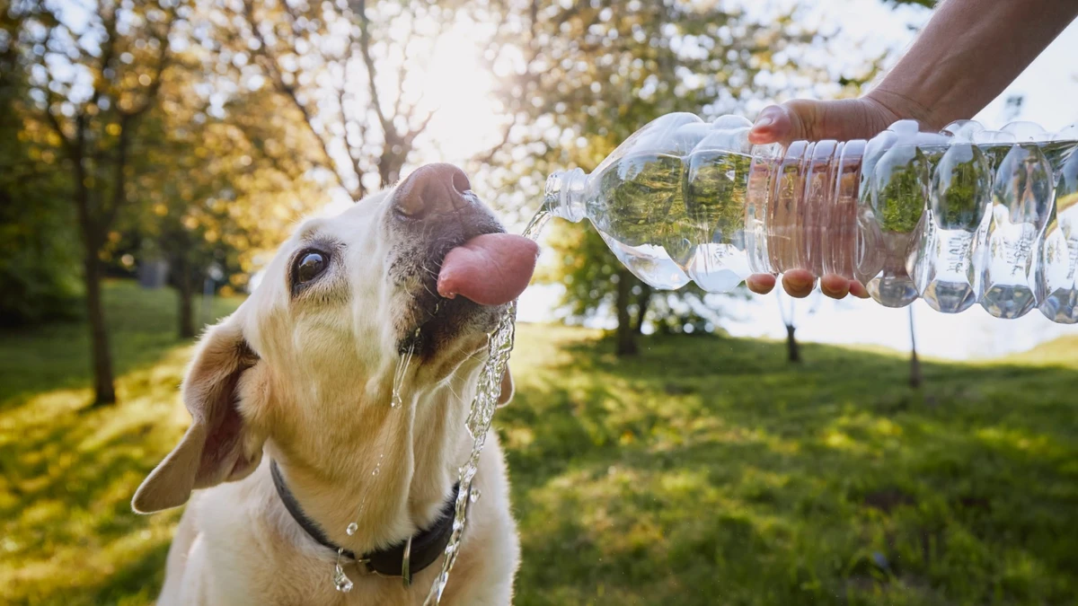 Parasitas se proliferam no calor e colocam pets em risco