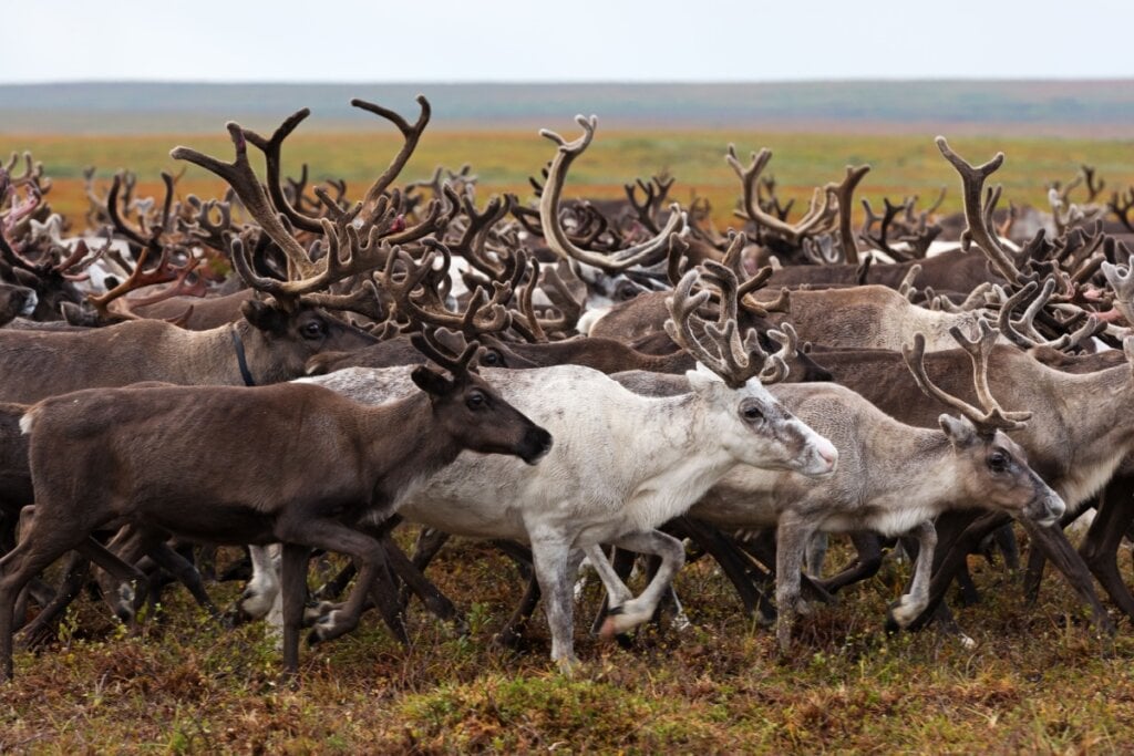 As renas protagonizam uma das mais extensas migrações terrestres registradas na natureza (Imagem: longtaildog | Shutterstock)