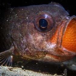 Jornalistas da BBC Future selecionaram 13 das imagens que mais se destacaram nos concursos de fotografia da vida selvagem deste ano.