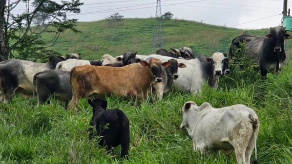Investigado também pode estar envolvido em outro crime ocorrido em dezembro, em Itapemirim, envolvendo furto para abate ilegal