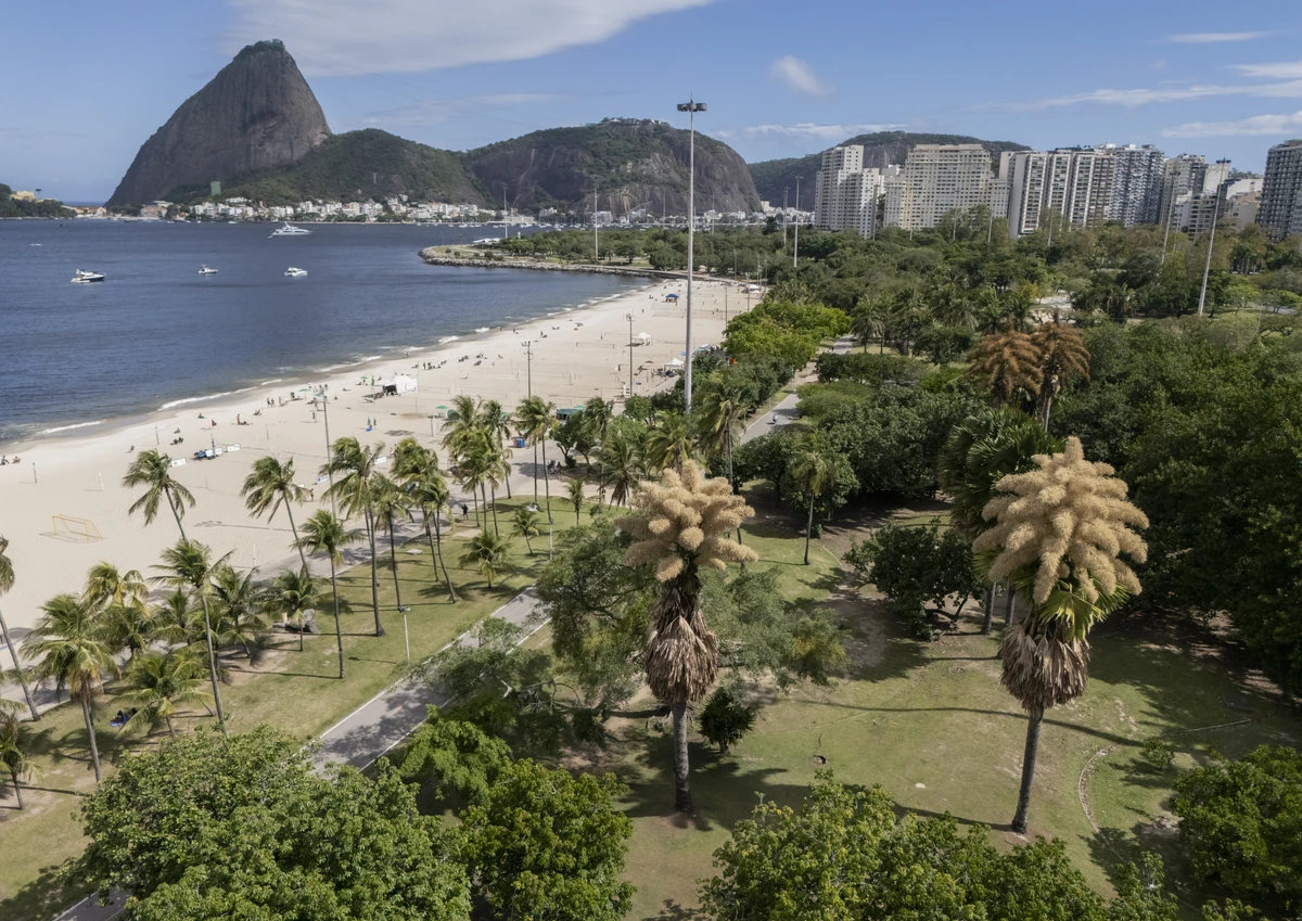 Floração das palmeiras Talipot no Aterro do Flamengo, na zona sul do Rio de Janeiro 