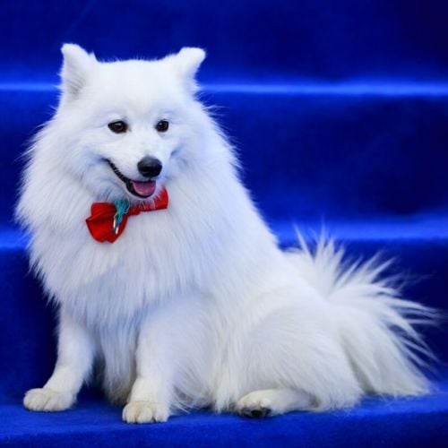 Imagem - 4 características do cachorro da raça volpino italiano 