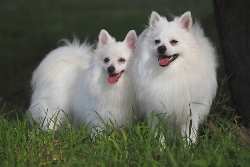Os pelos longos do volpino italiano precisam ser escovados com frequência para evitar nós (Imagem: Degtyaryov Andrey | Shutterstock)